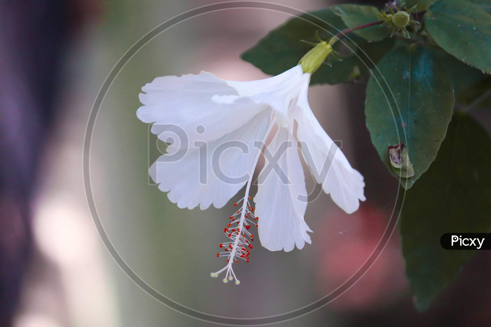 THIS IS A PHOTO OF WHITE JASMINE