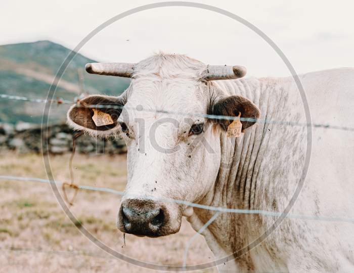 White Giant Cow With Giant Horns In The Farm Looking Straight To Camera