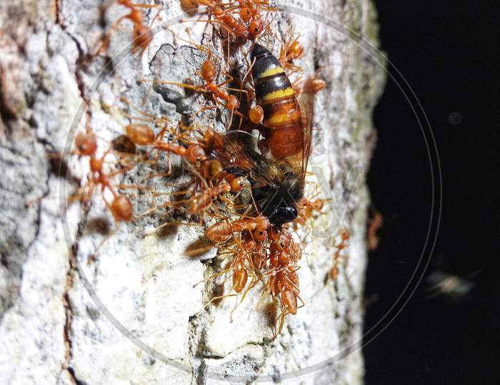 ants hunting honeybee