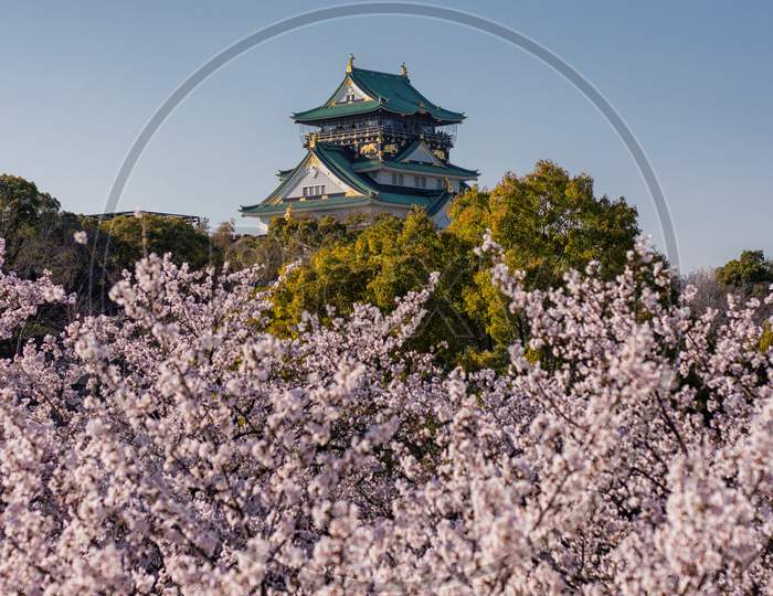 Main Keep Of Osaka Castle With Cherry Blossoms In Spring, Osaka, Japan