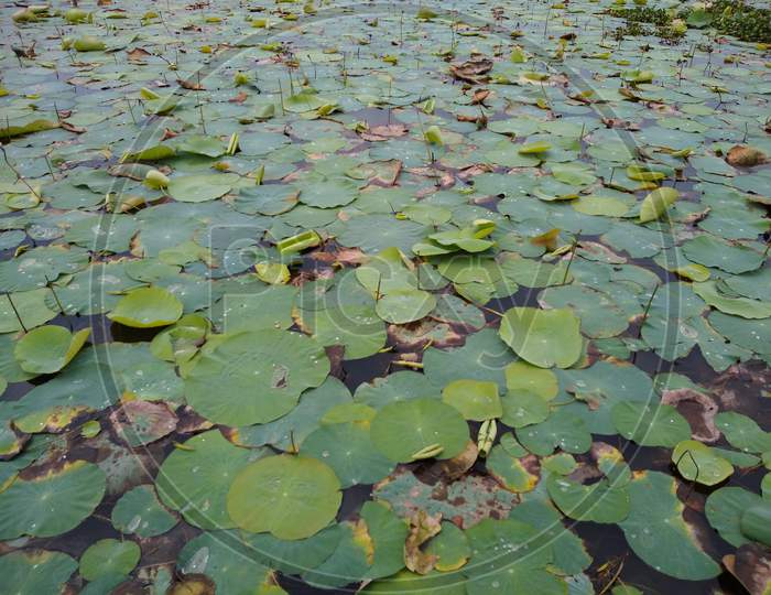Lotus flower leaves