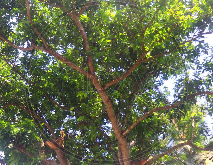 55 year huge mango tree