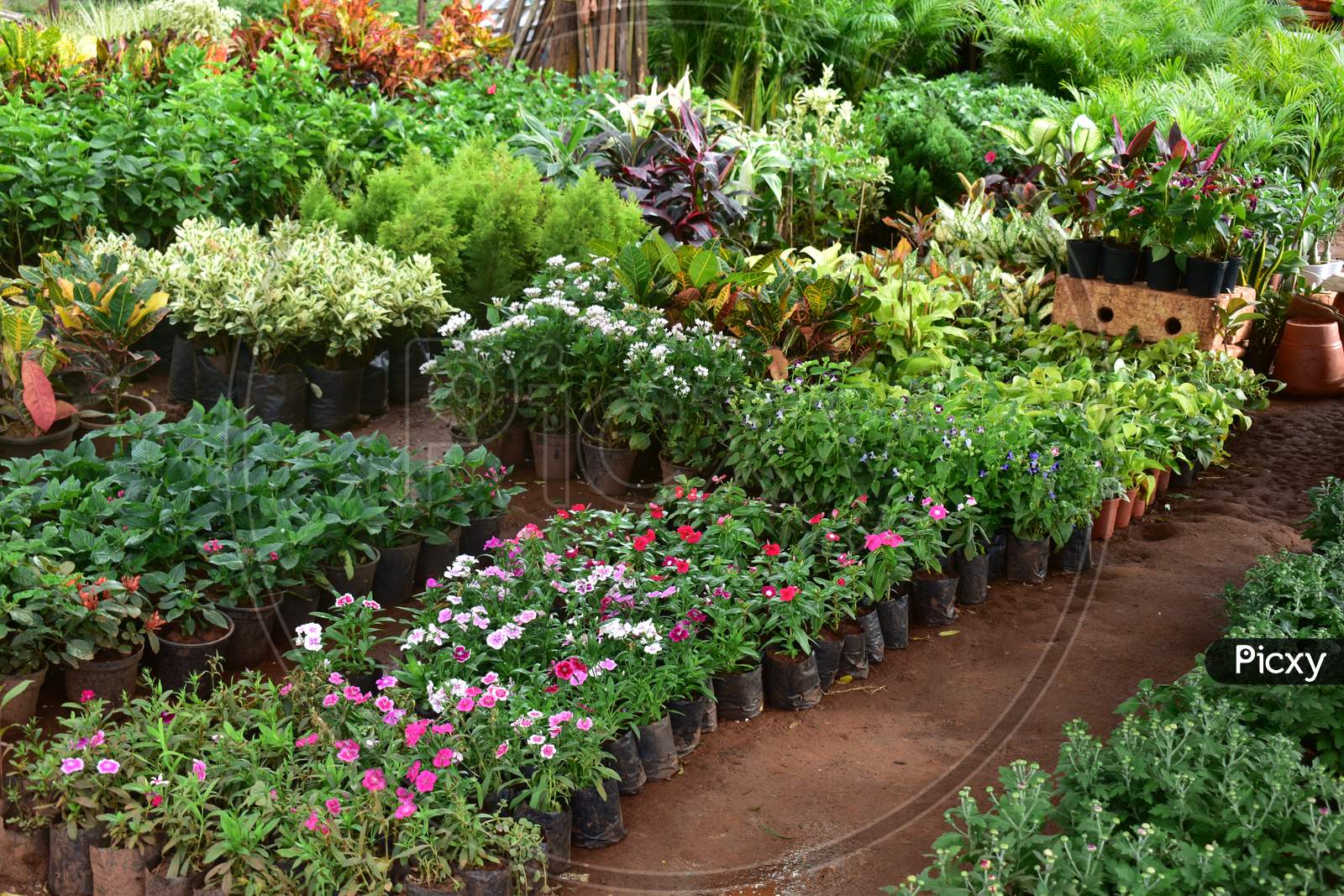 Plants And Flowers Nursery