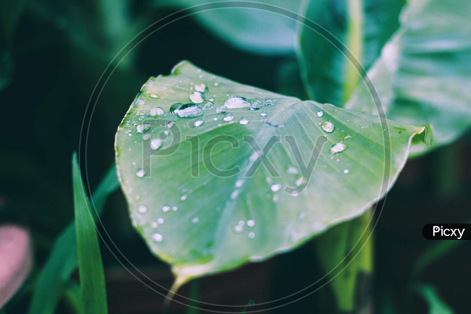 green,plant,dew,rain,waterdrop,leaf,botany,drop,moisture