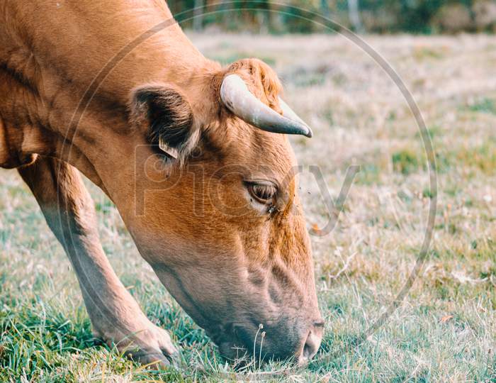 Brown Cow With Giant Horns Eating Grass In The Farm