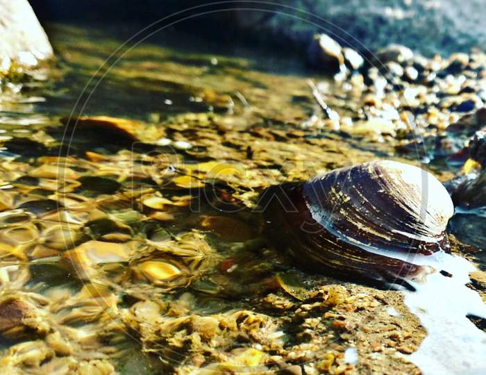 a shell in a water