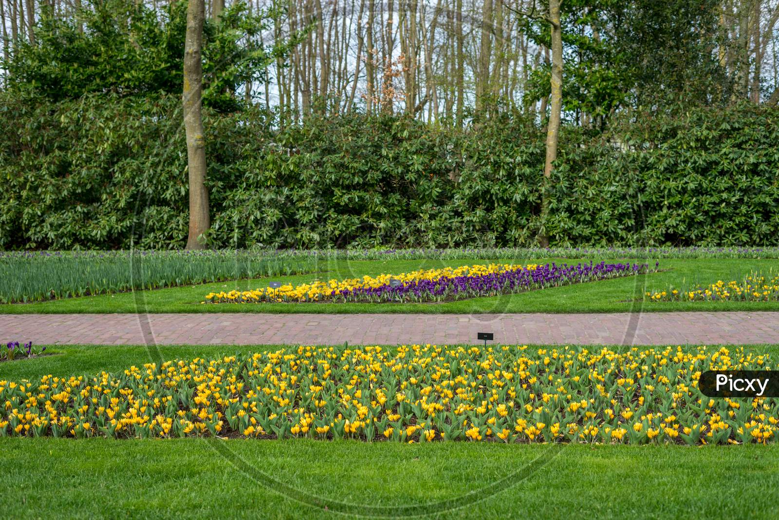 Flower Garden, Netherlands , A Yellow Flower In The Middle Of A Field