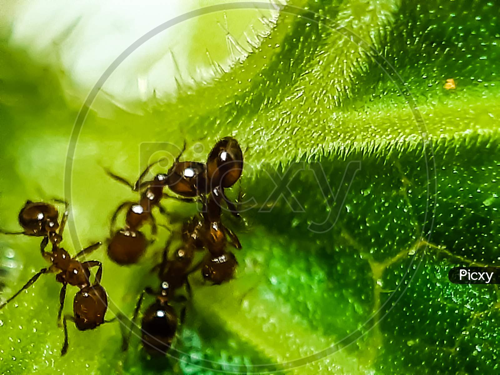 There Are Many Red Ant Sitting On The Green Leaves And The Sunlight Is Being Reflected