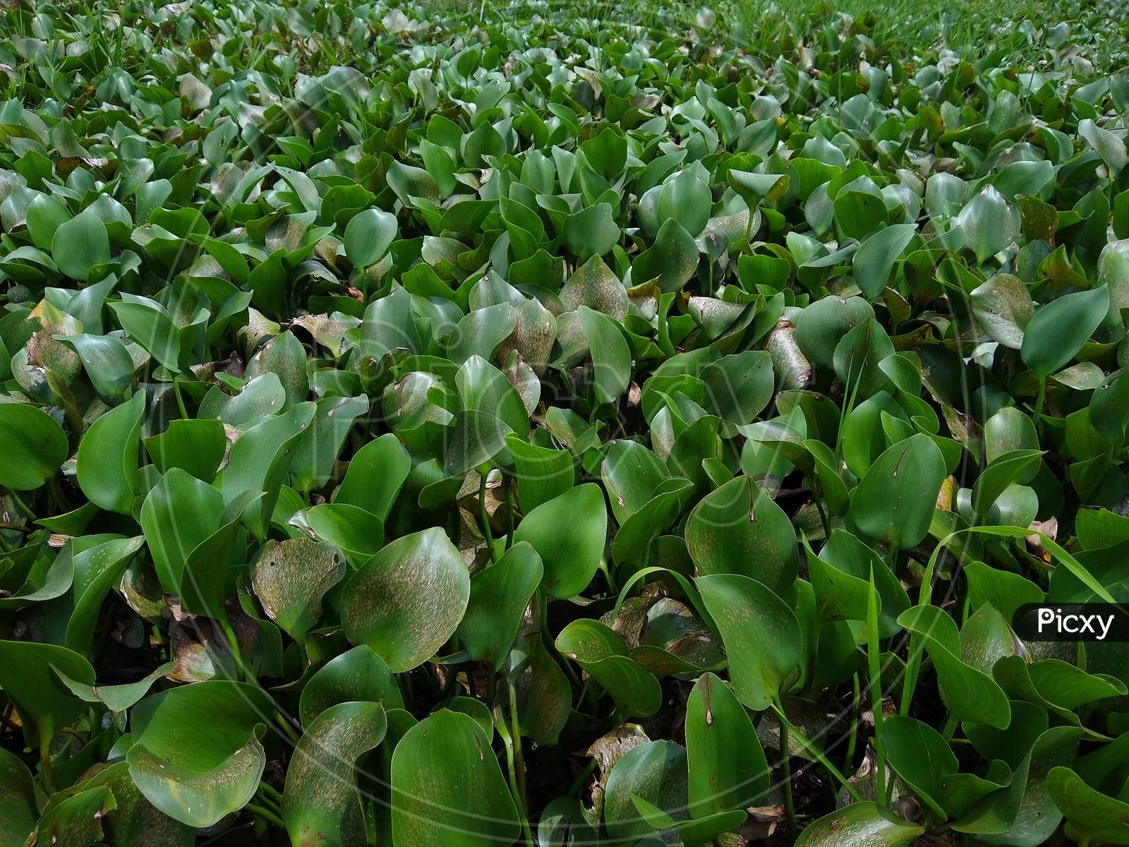 water hyacinth (Pontederia crassipes ) plants