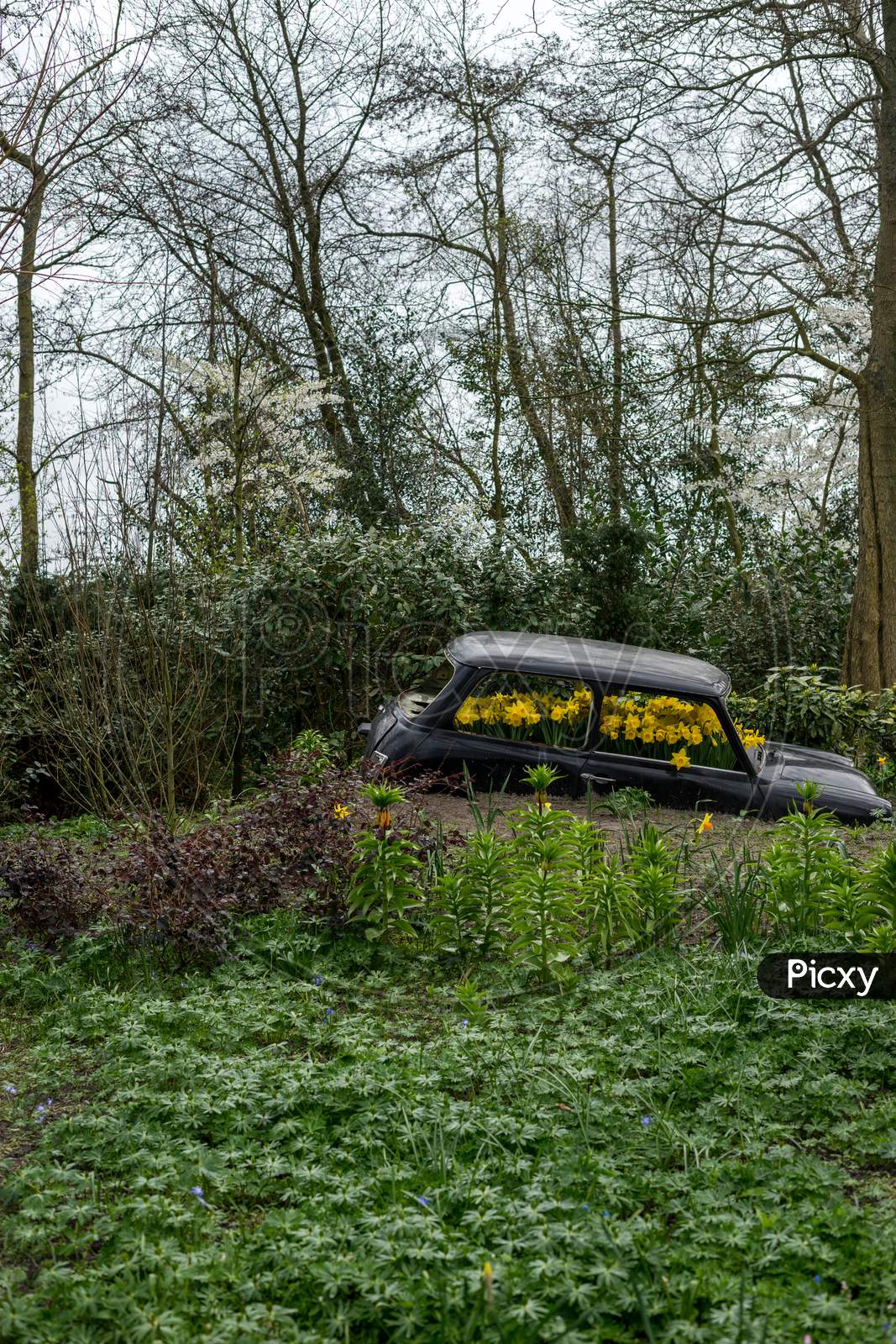 Flower Garden, Netherlands , A Car Parked In A Forest
