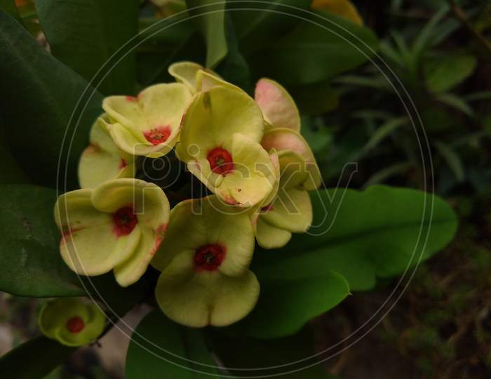 Euphorbia milii (the crown of thorns) plant flower