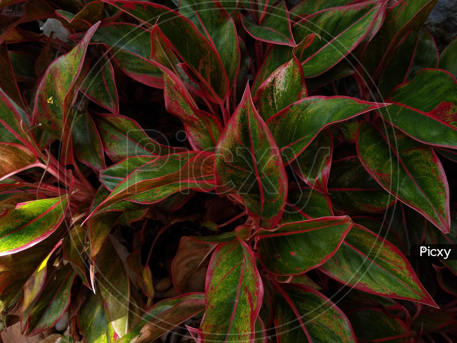 Red aglaonema creta plant leaves