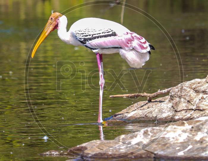 THIS IS A PHOTO OF Painted Stork