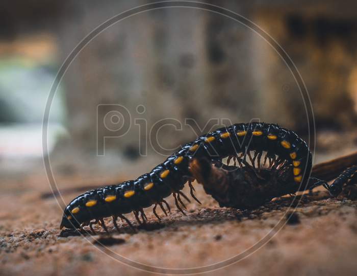 Macro shot of milipede,insect
