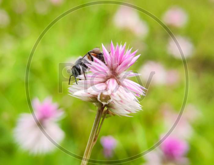bee on grass flower