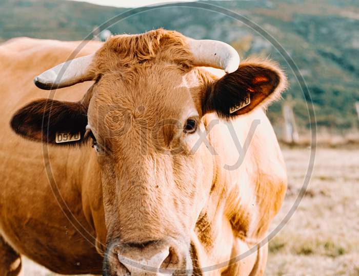 Massive Brown Cow With Big Horns Looking Straight To Camera