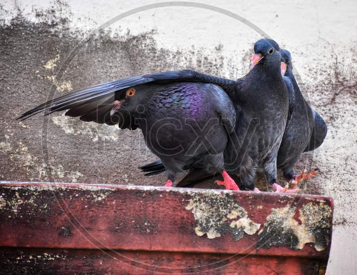 pigeon love story