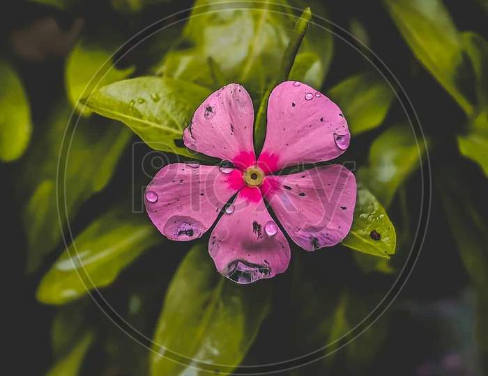 Beautiful flower in raining