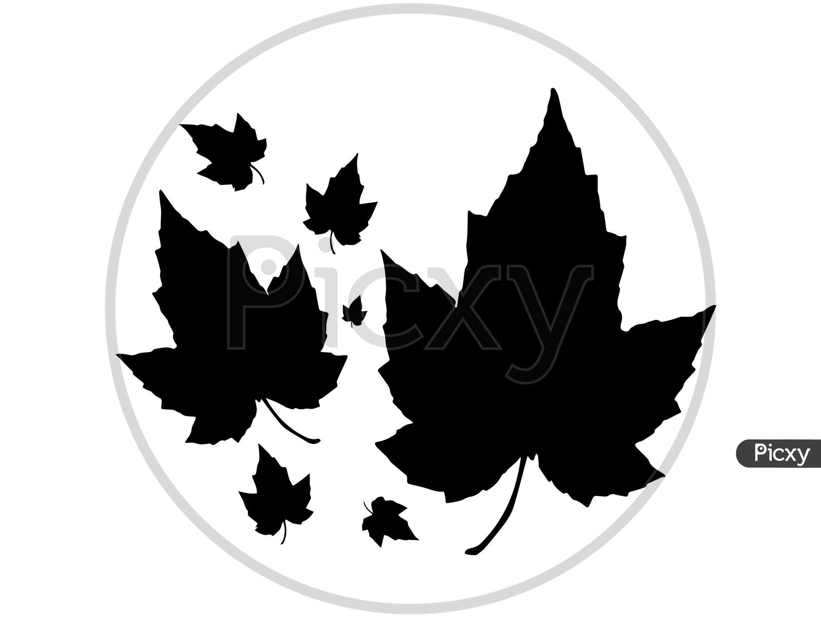Maple Leaves Silhouette