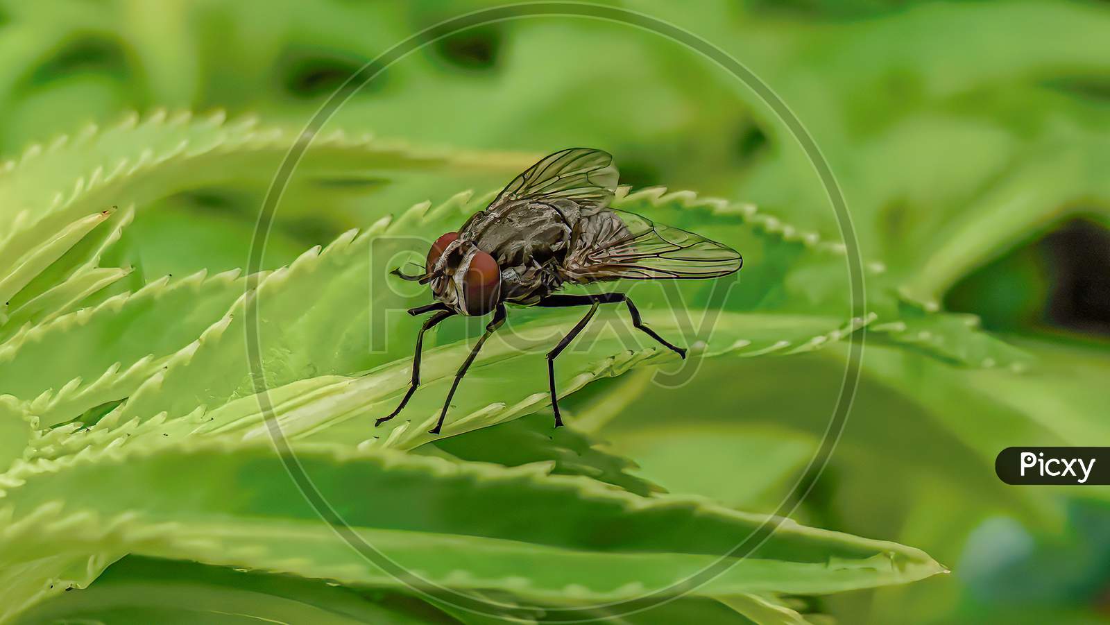 House Fly (Musca Domestica)