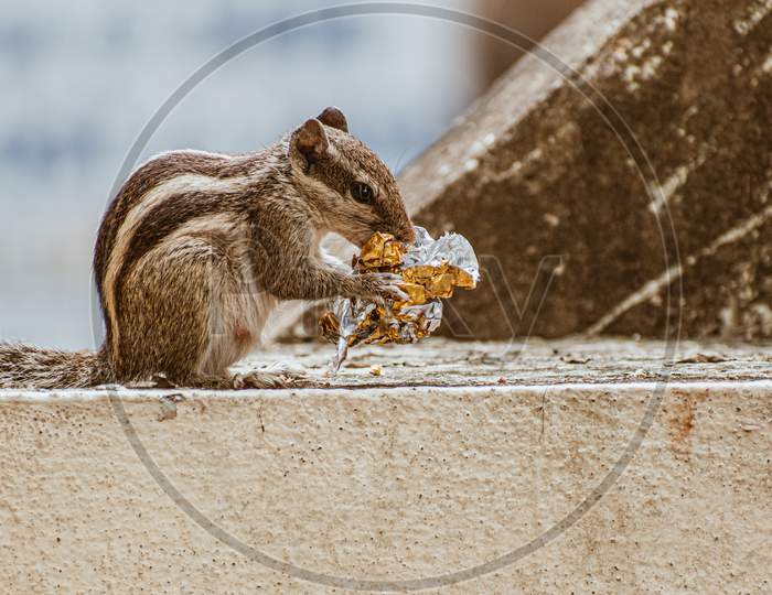 A squirrel mistook a wrapper as food. Close up shot.