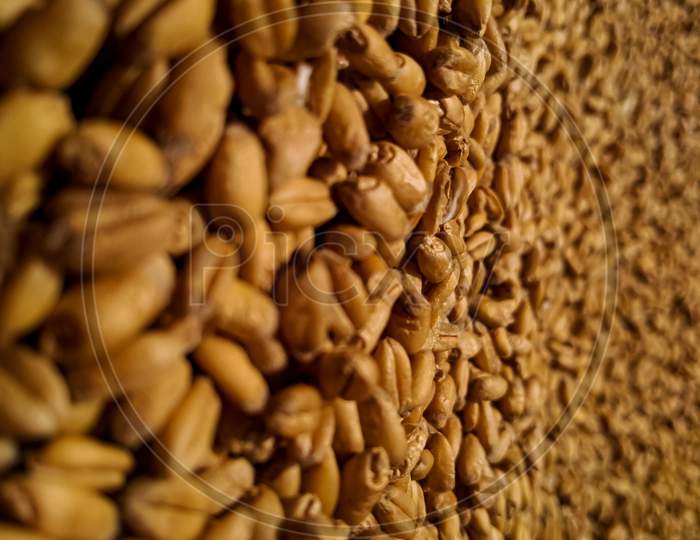 Wheat, macro shot