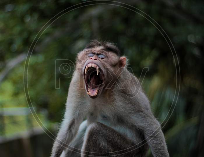 When monkey yawn.