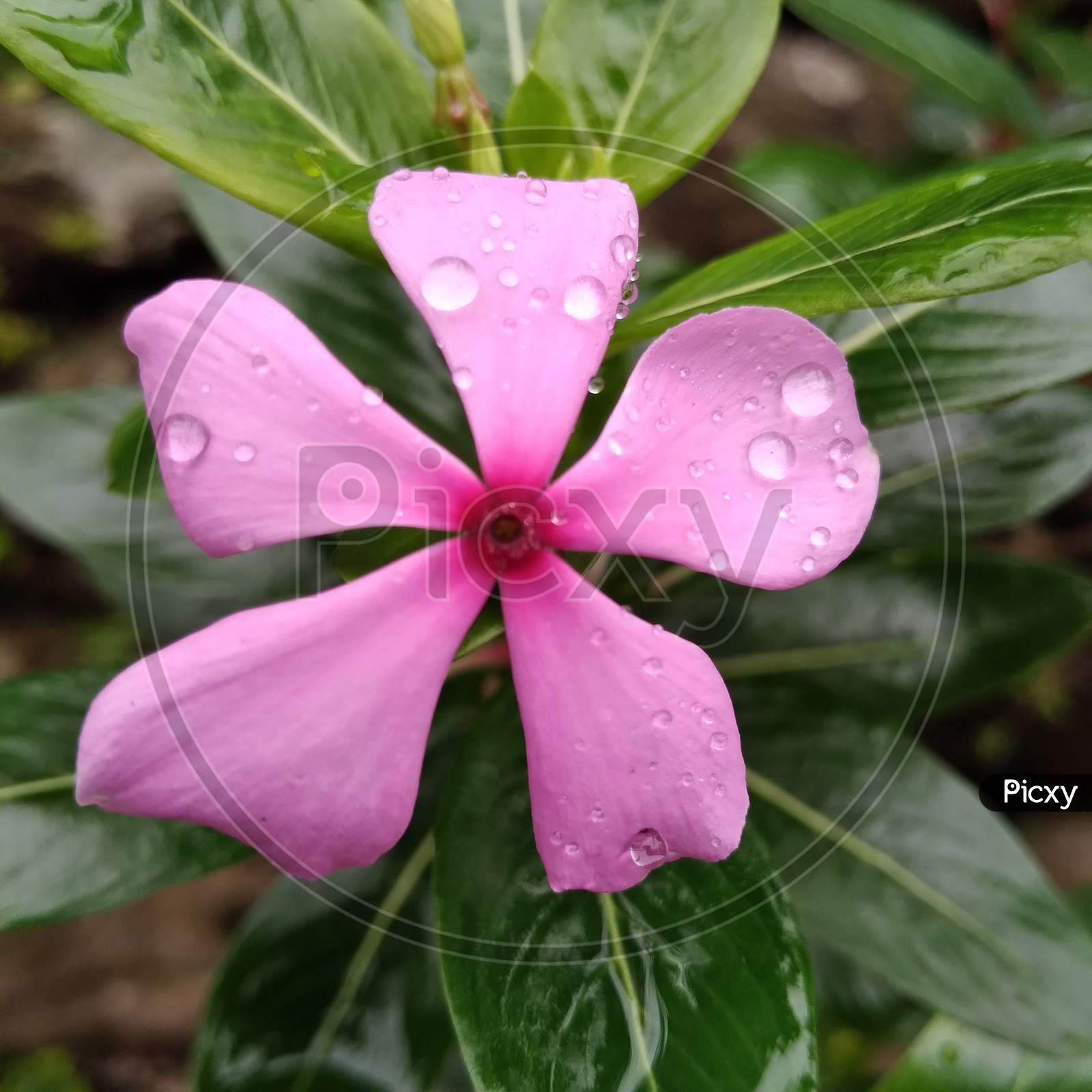 Pink Vinka flower