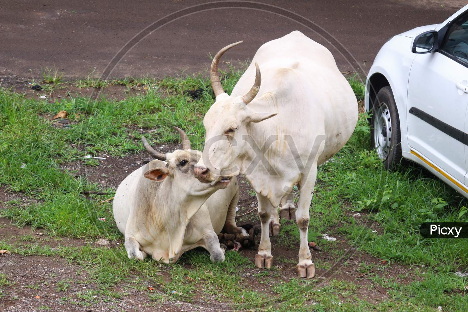 Cows showing affection to each other on Indian road