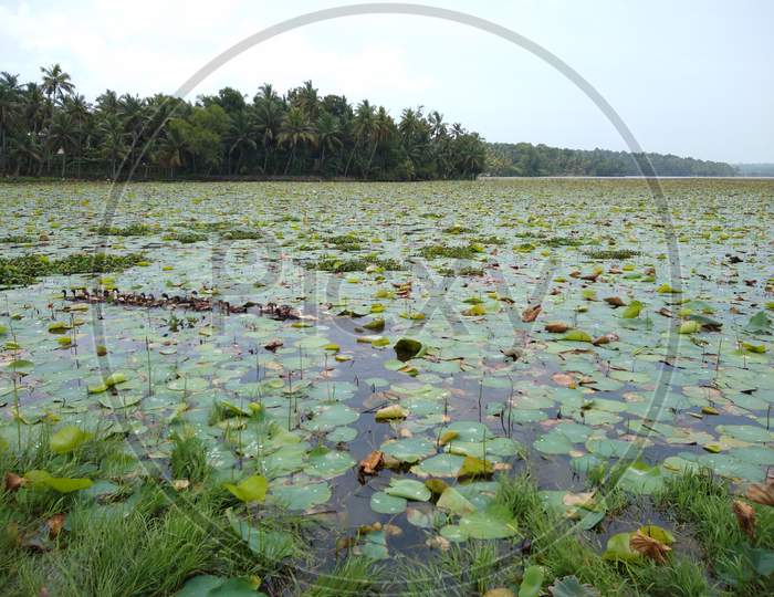 Fresh water lake in southern kerala Vellayani lake