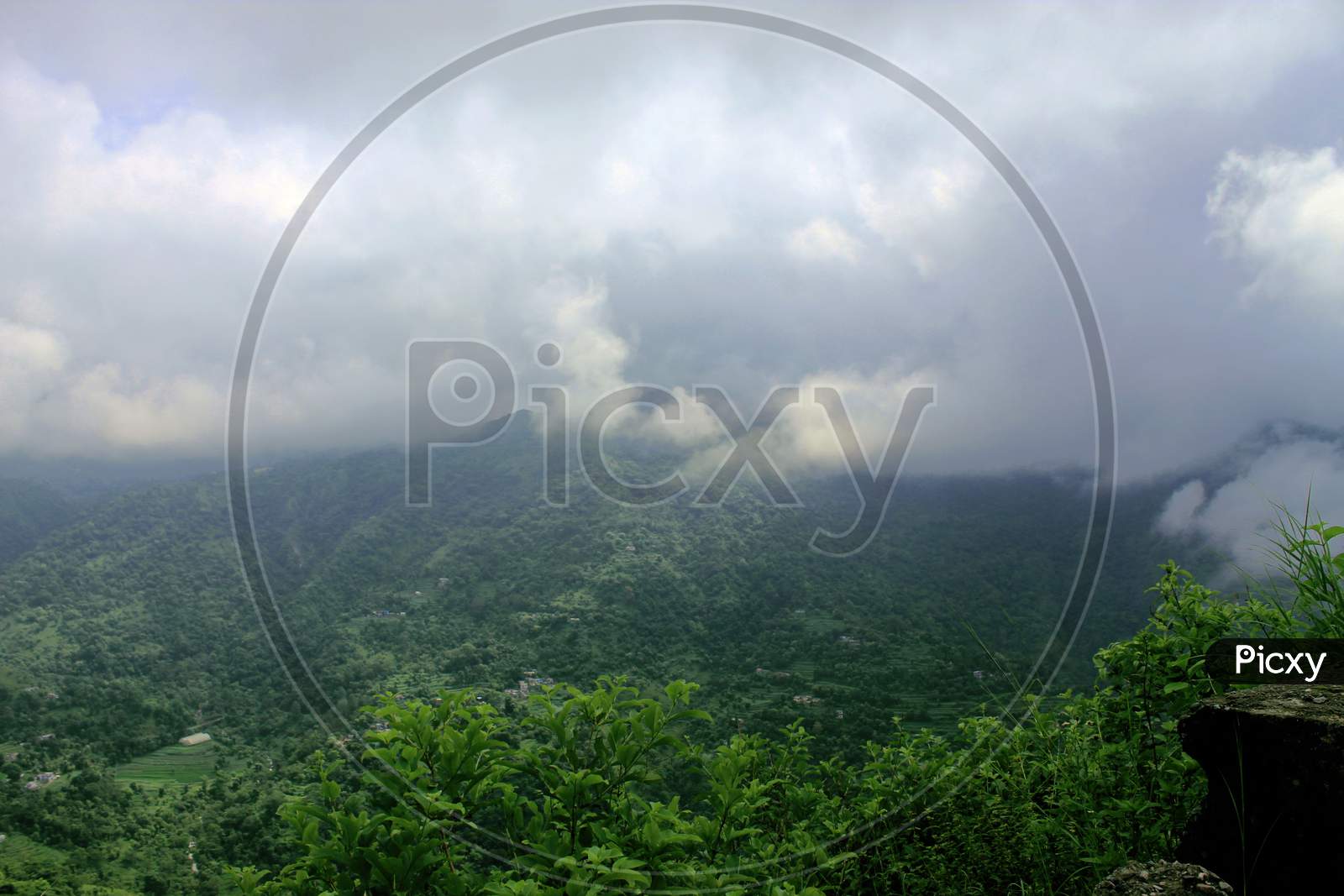 Beautiful landscape with forest and pines and fog and low clouds in the mountains.