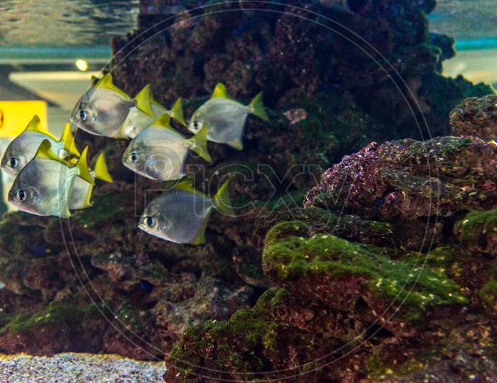 Amsterdam Schiphol, Fishes In A Aquarium