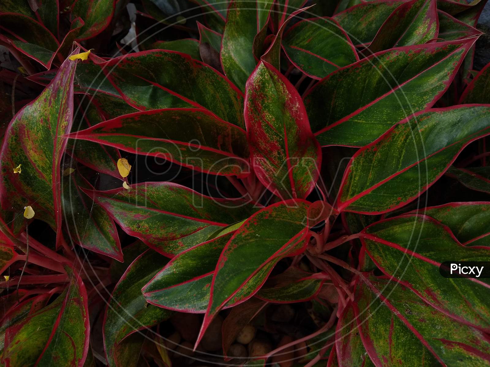 Red aglaonema creta plant leaves