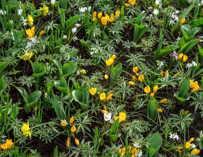 Flower Garden, Netherlands , A Yellow Flower In A Garden