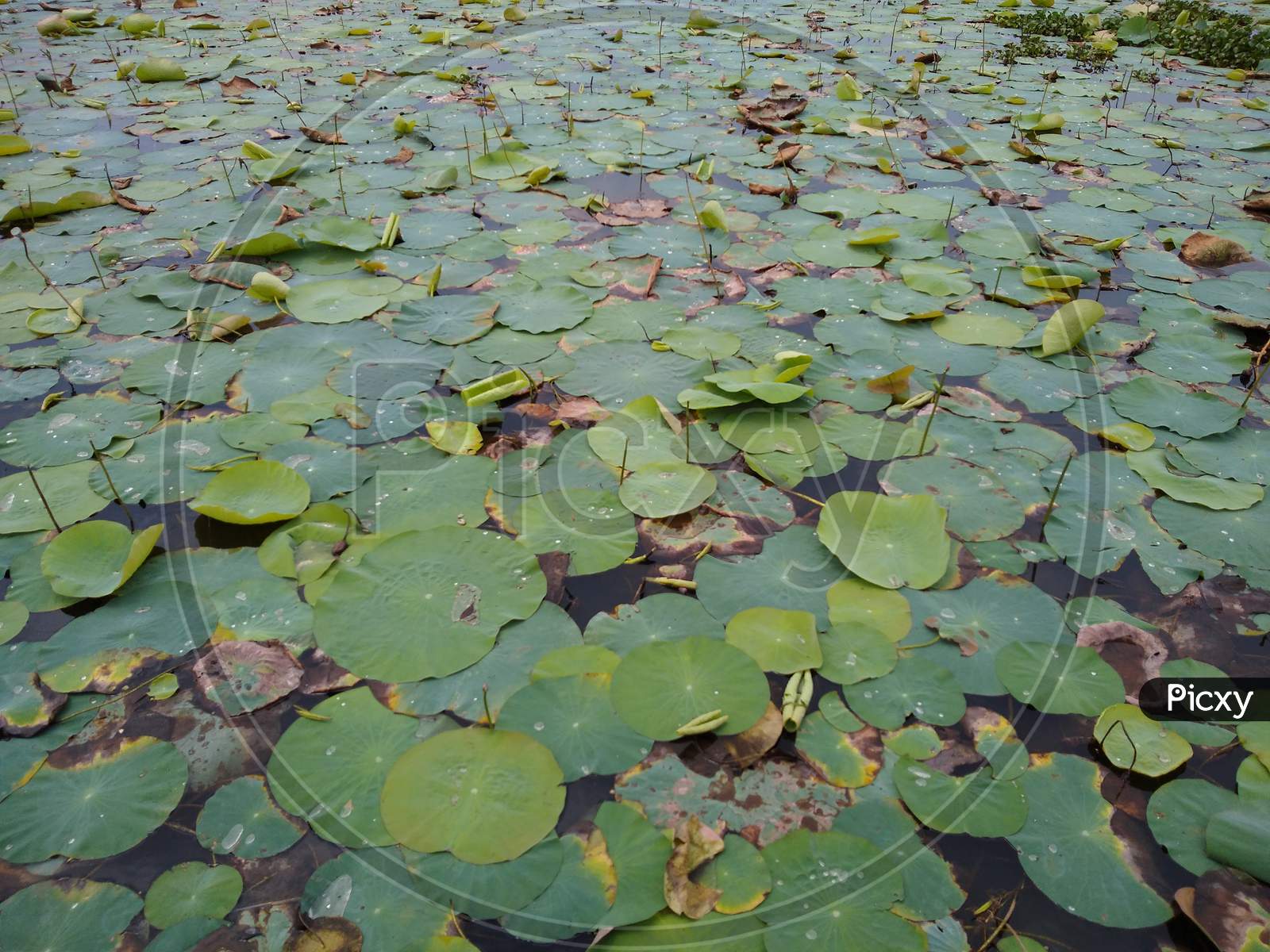 Lotus flower leaves