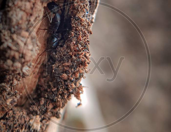 ant in tree trunk