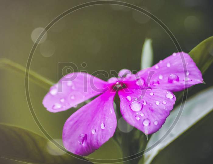 Waterdrops on a flower,  macro click