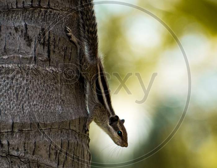 Indian palm squirrel, close up view.