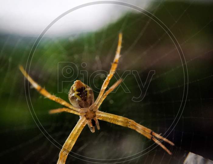 Yellow orange spider macro shot photography