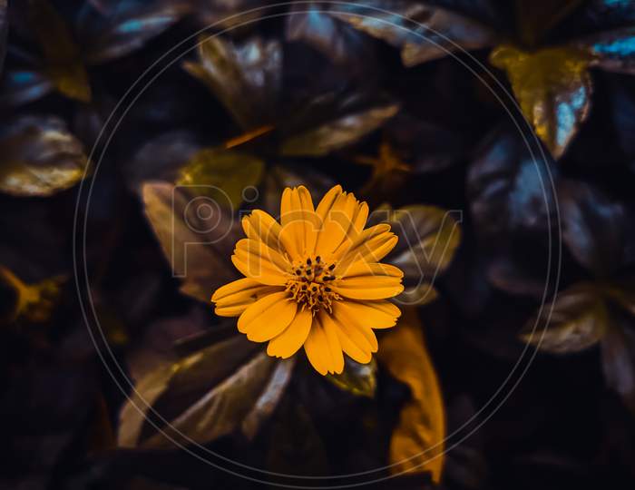 A closeup shot of yellow flower in between the leafs