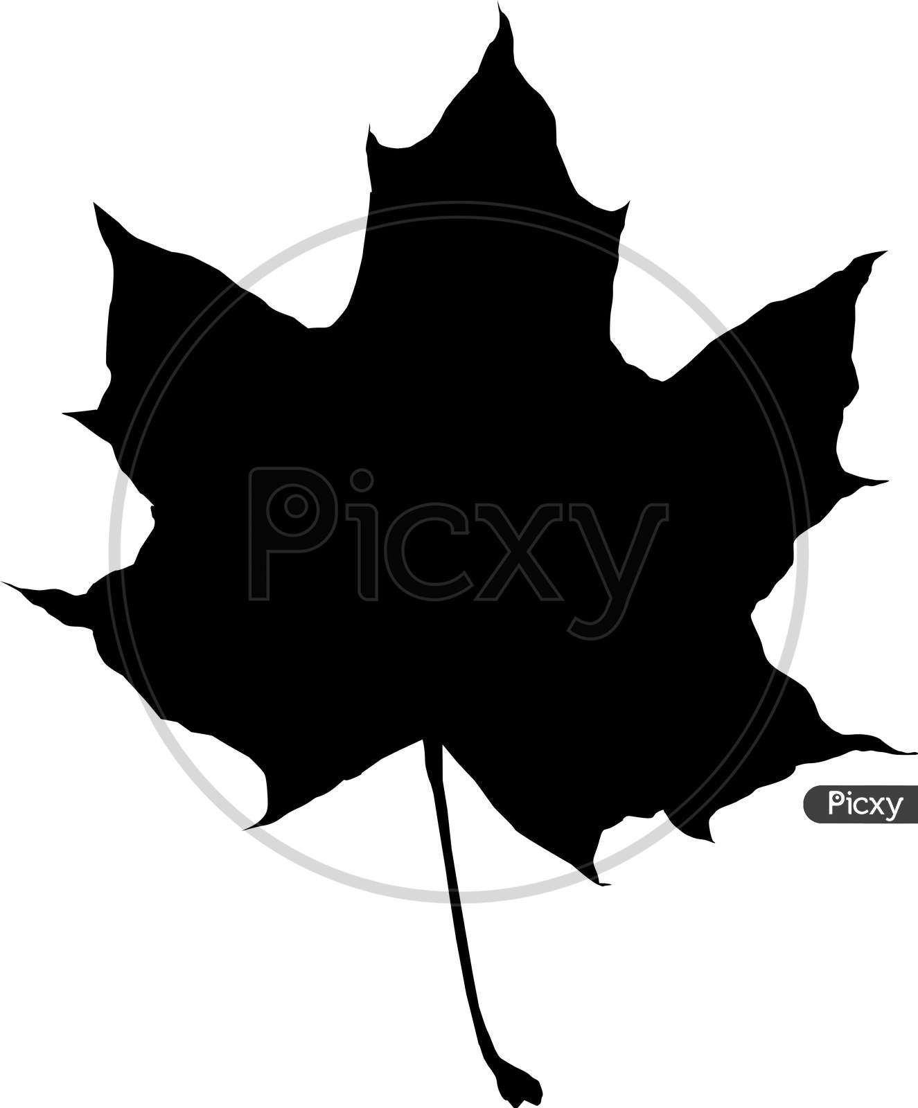 Silhouette Of A Maple Leaf