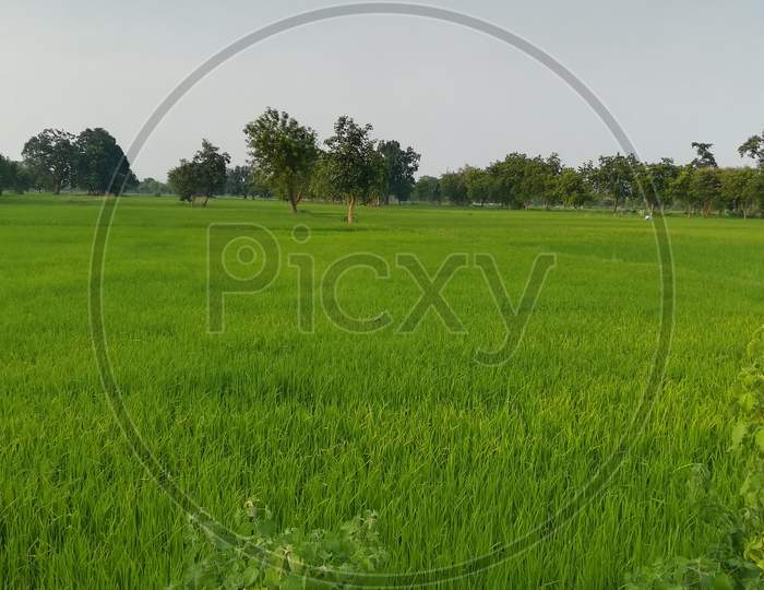 Rice Field Of My Village