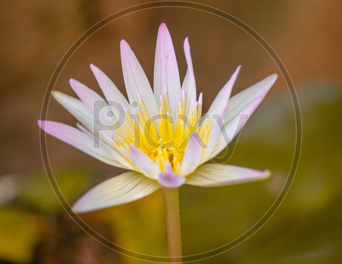 THIS IS A PHOTO OF LOTUS (WATER LILY)