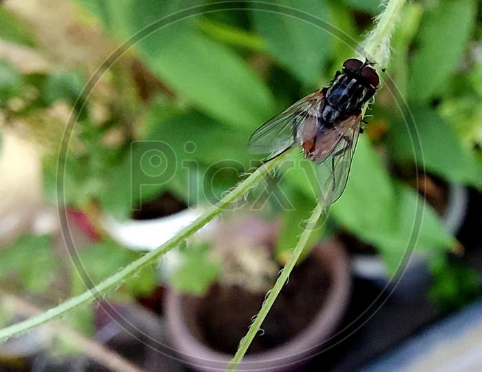 Insect is sitting on plant