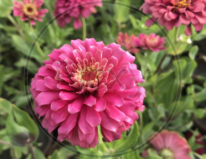 A picture of beautiful zinnia flower