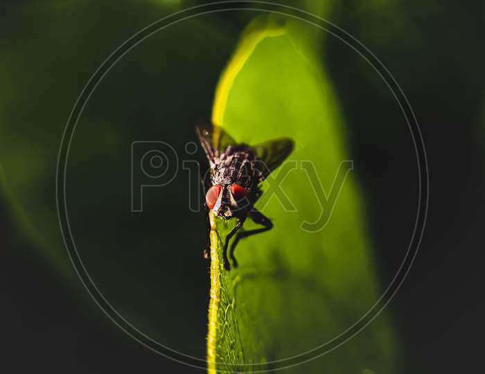 Macro shot of a little fly