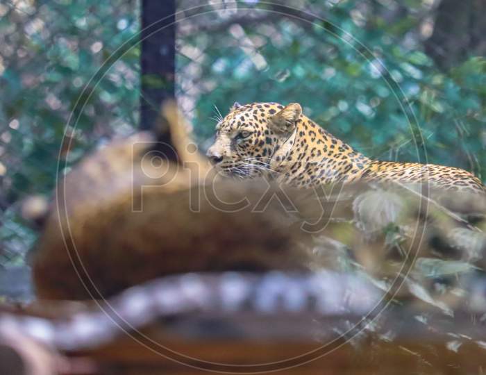 THIS IS A PHOTO OF Leopard IN ZOO