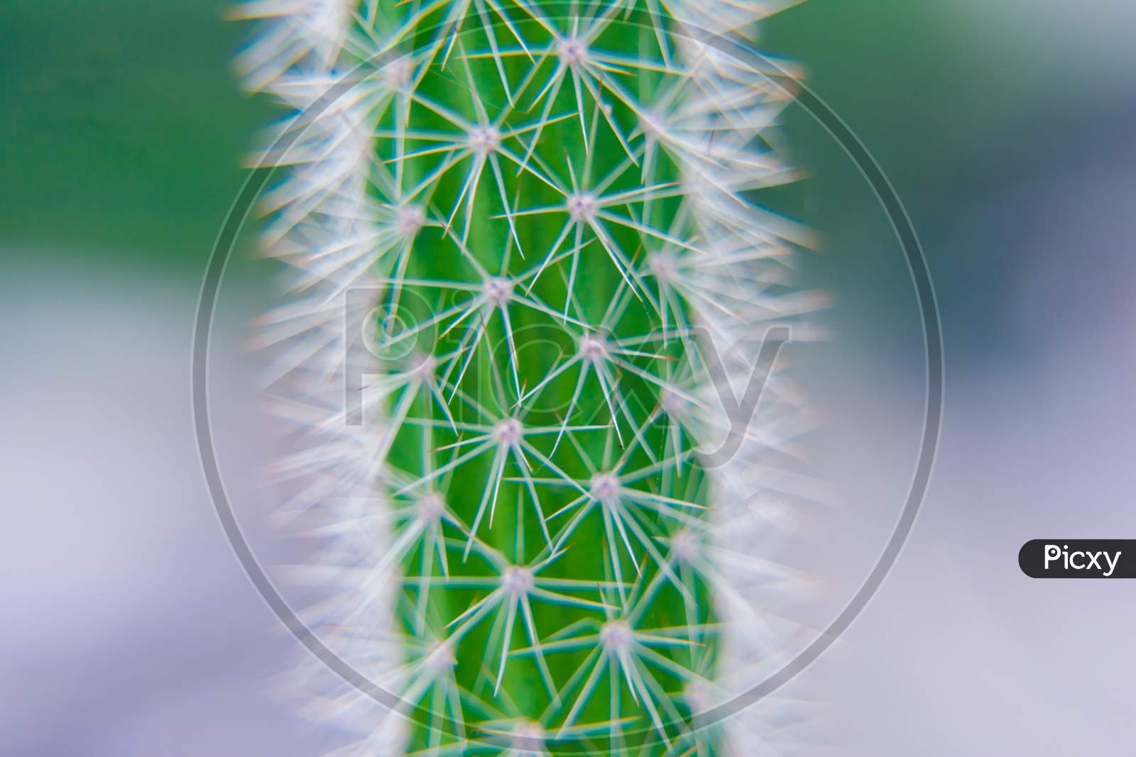 Macro closeup to the spines of a cactus with selective focus. Cactus with long red pointed spines with selective focus. copy space.