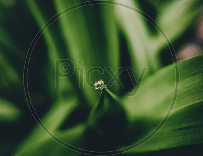 Macro shot of a leaf with the waterdrop