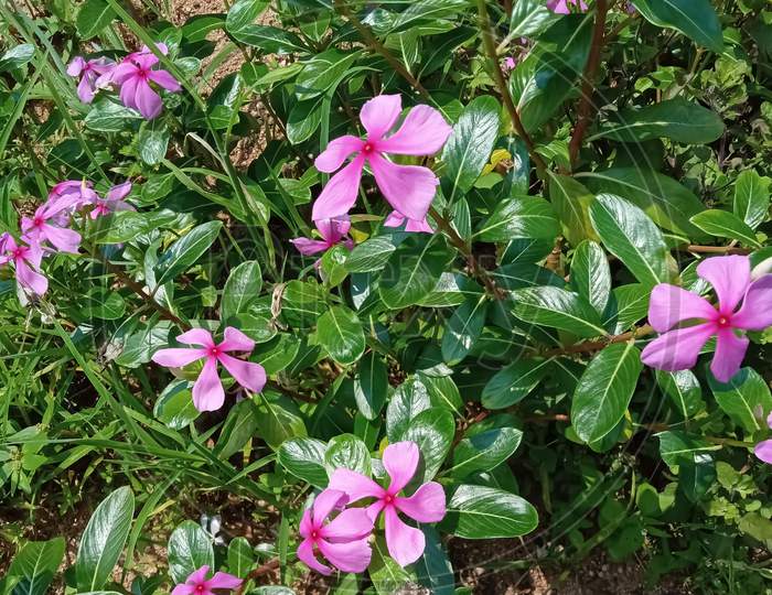 small pink color flowers
